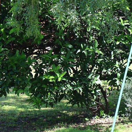Olive Tree Farm Bed & Breakfast Magaliesburg Bagian luar foto