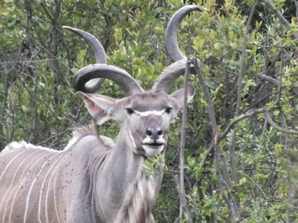 Olive Tree Farm Bed & Breakfast Magaliesburg Bagian luar foto