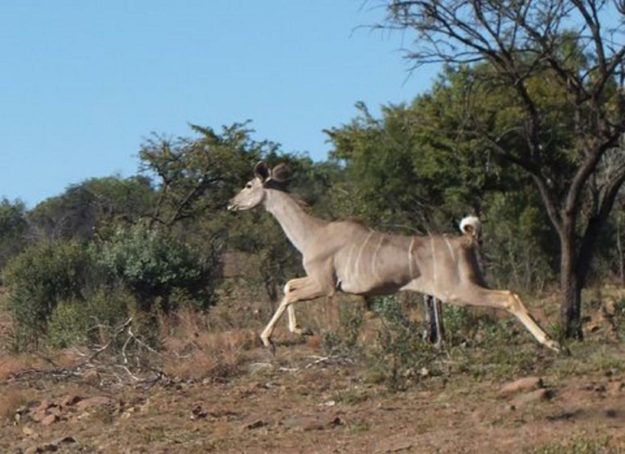 Olive Tree Farm Bed & Breakfast Magaliesburg Bagian luar foto