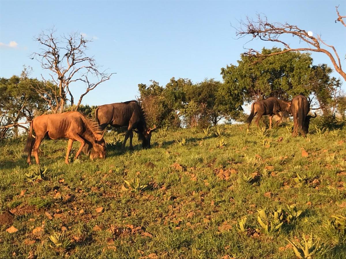 Olive Tree Farm Bed & Breakfast Magaliesburg Bagian luar foto