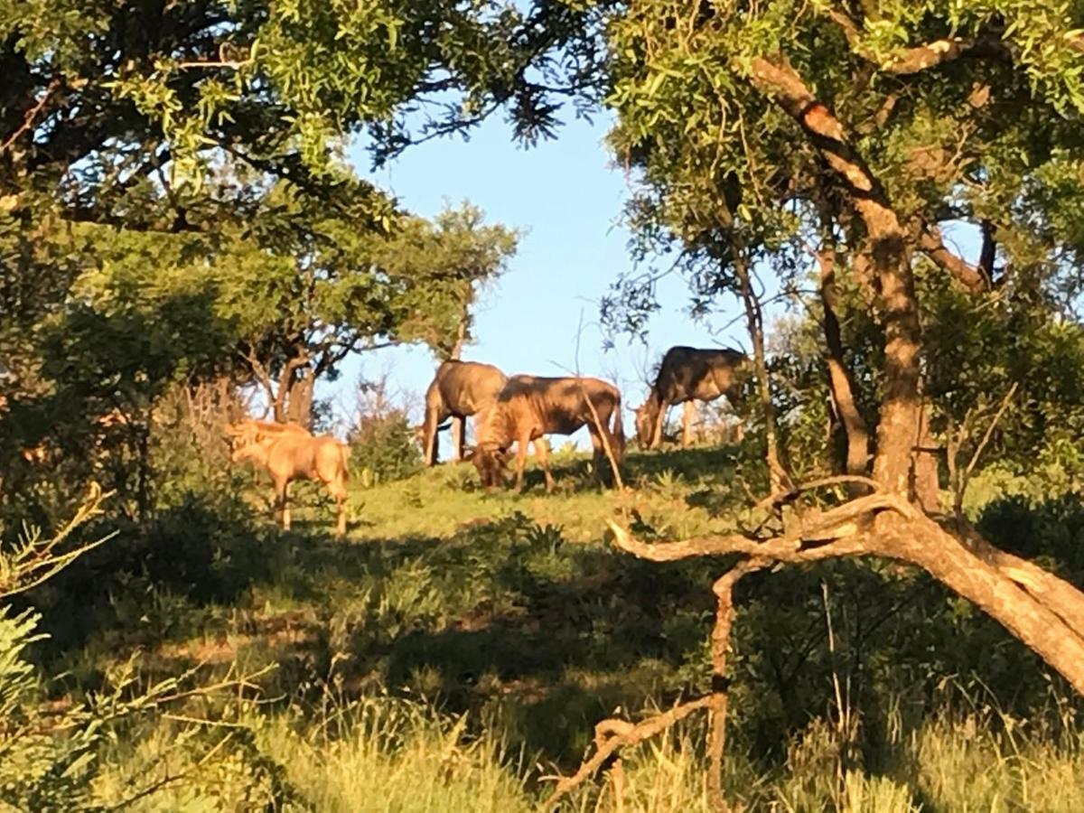 Olive Tree Farm Bed & Breakfast Magaliesburg Bagian luar foto